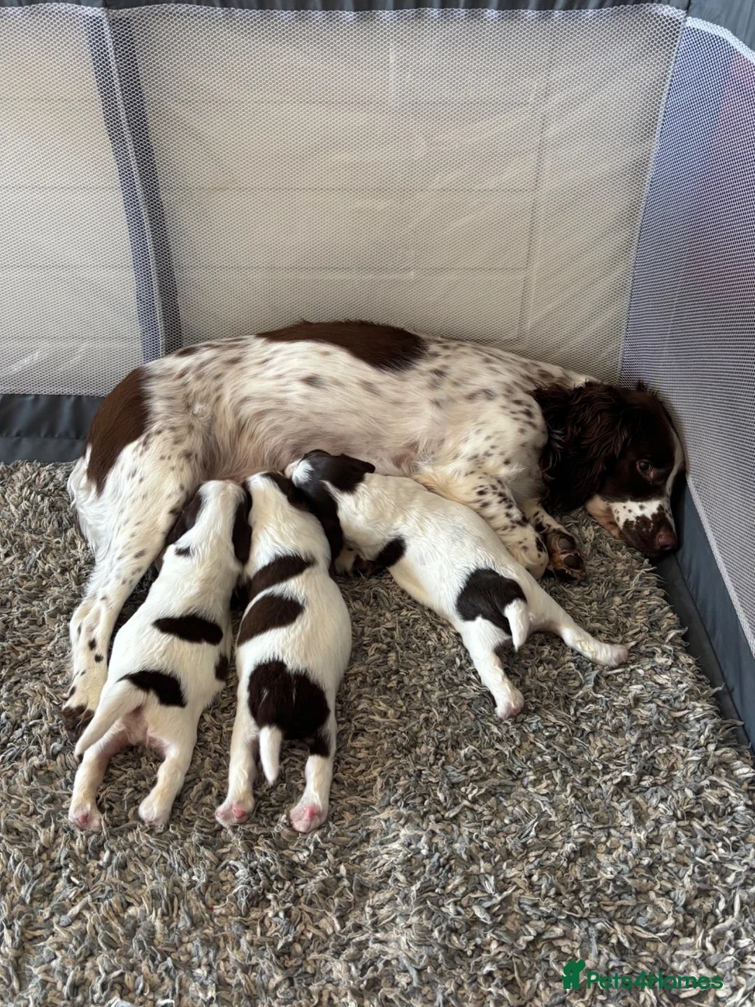 English Springer Spaniel dogs for sale: English Springer Spaniel  in Bridgend - Advert 1