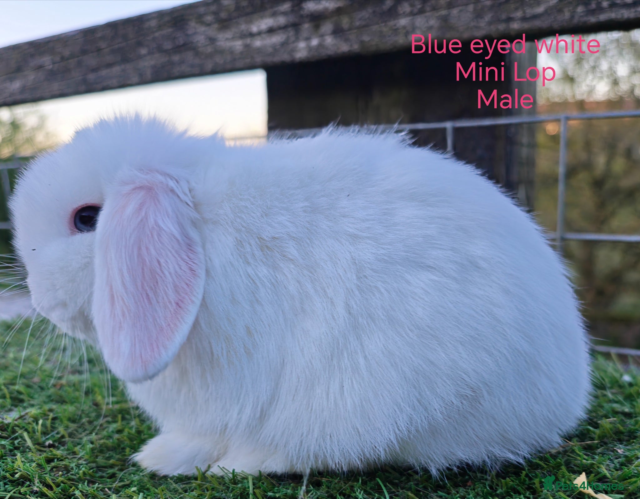 Mini Lop rabbits Various young Mini Lops  - Advert 1