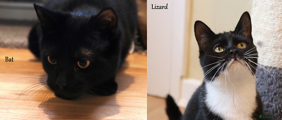 Domestic Shorthair cats ADOPTION: Lizard & Bat in Liverpool - Advert 12