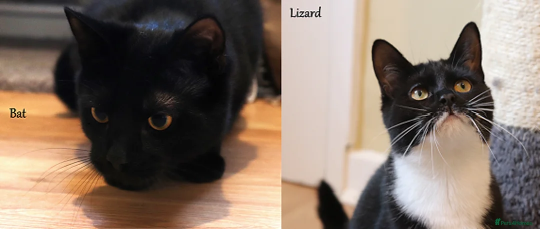 Domestic Shorthair cats for adoption: ADOPTION: Lizard & Bat in Liverpool - Advert 1