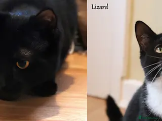 Domestic Shorthair cats ADOPTION: Lizard & Bat in Liverpool - Advert 12