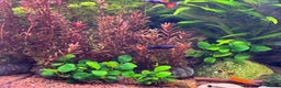 Platies fish for sale: Tropical Fish (x10)–Platty, Blue Cichlids, Guppies - Advert 4