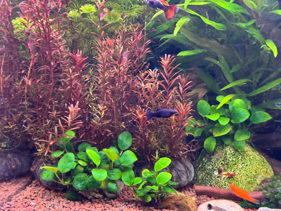 Platies fish for sale: Tropical Fish (x10)–Platty, Blue Cichlids, Guppies - Advert 4