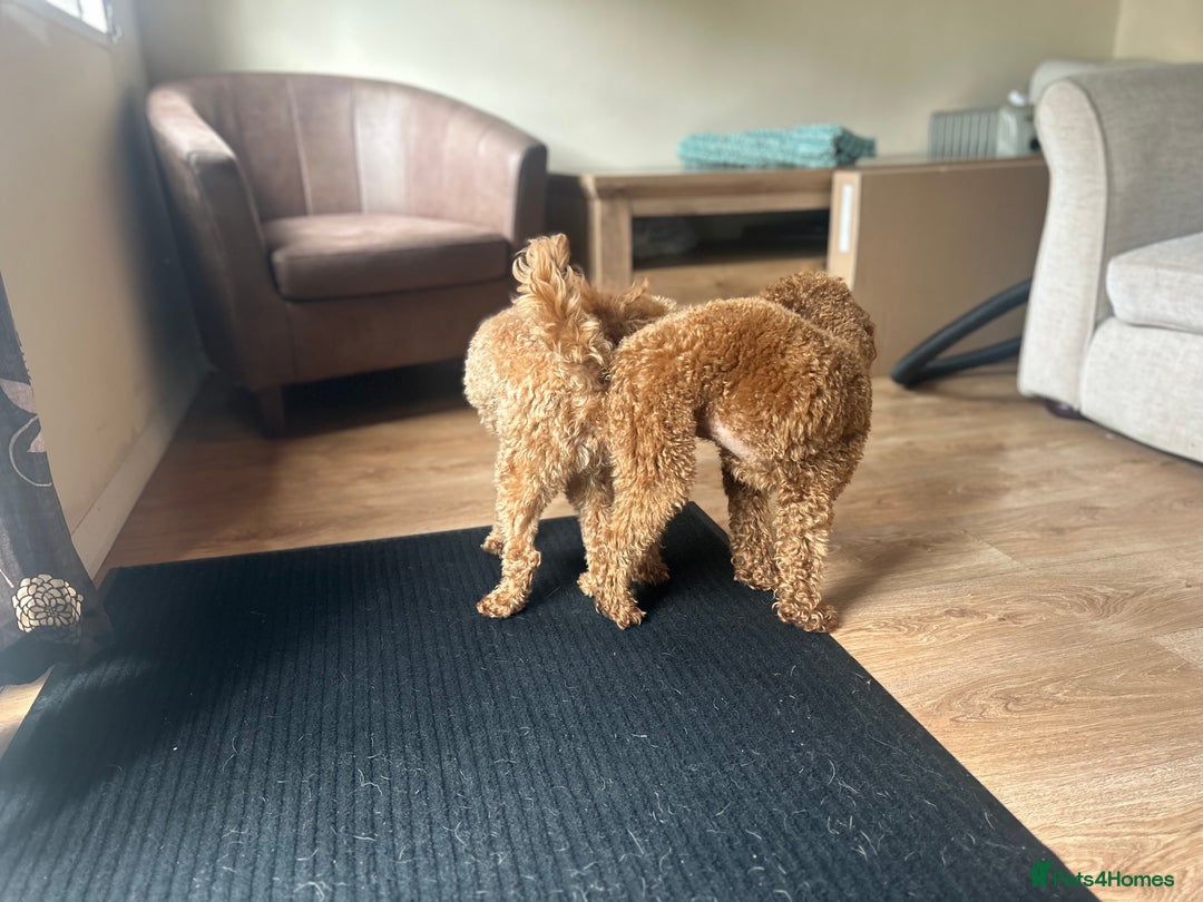 Toy Poodle dogs for stud: Kc health tested fox red Toy poodle for stud  - Image 28