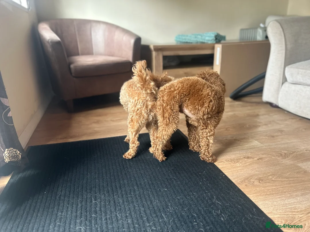 Toy Poodle dogs for stud: Kc health tested fox red Toy poodle for stud  - Advert 29