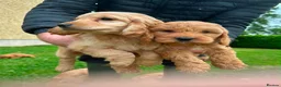 Cockapoo dogs for sale: Chunky Cockapoo Puppies - Advert 15