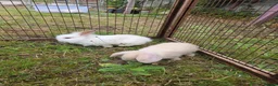 Mini Lion Lop rabbits for sale: Mini lion lops for sale  - Advert 3