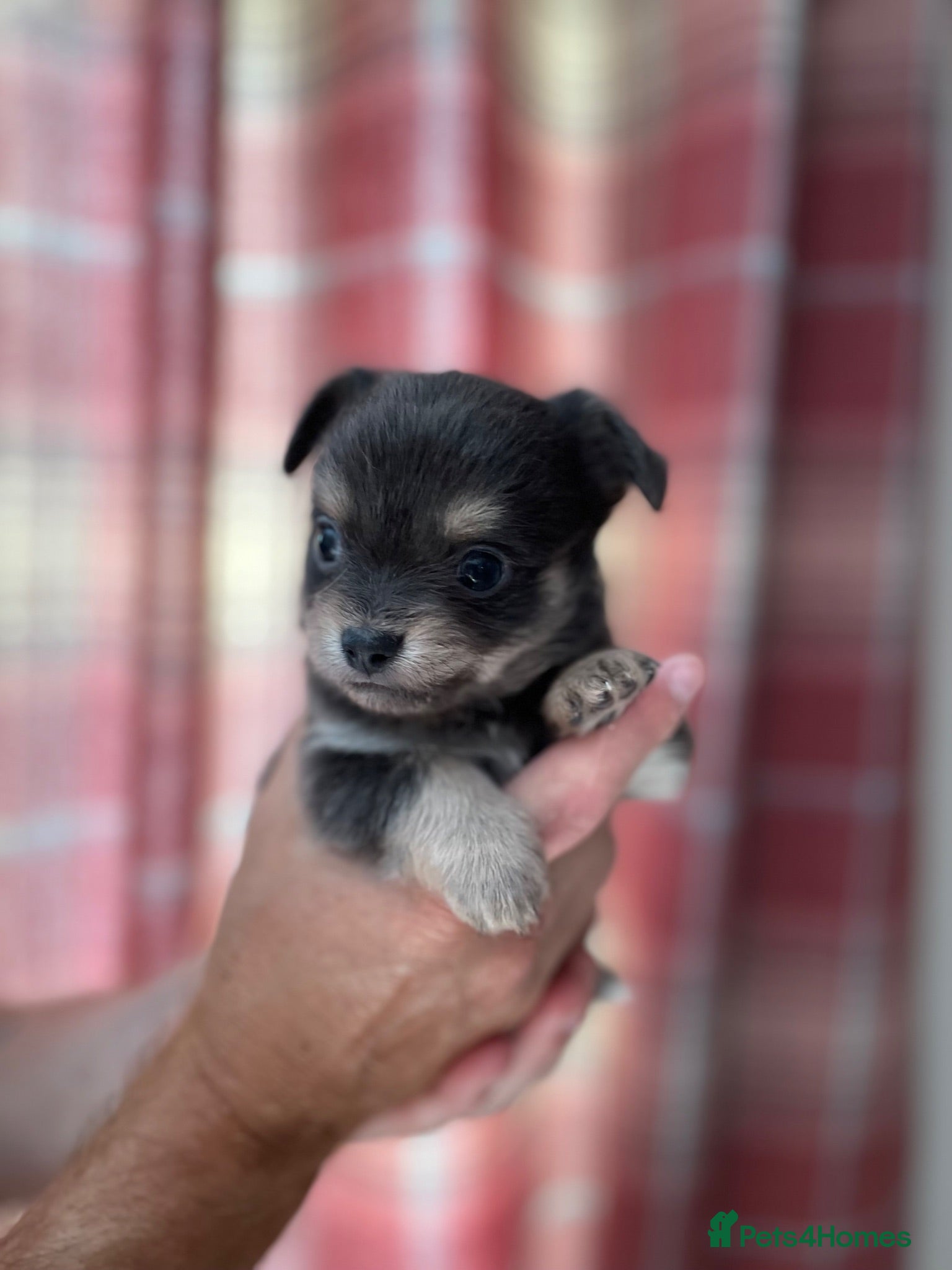 Chihuahua dogs Pure bred tiny chihuahua puppies  - Advert 2
