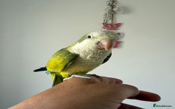 Cockatiels birds for sale: BEAUTIFUL BABY HAND REARED COCKATIEL / BIRDS  in Liverpool - Image 16