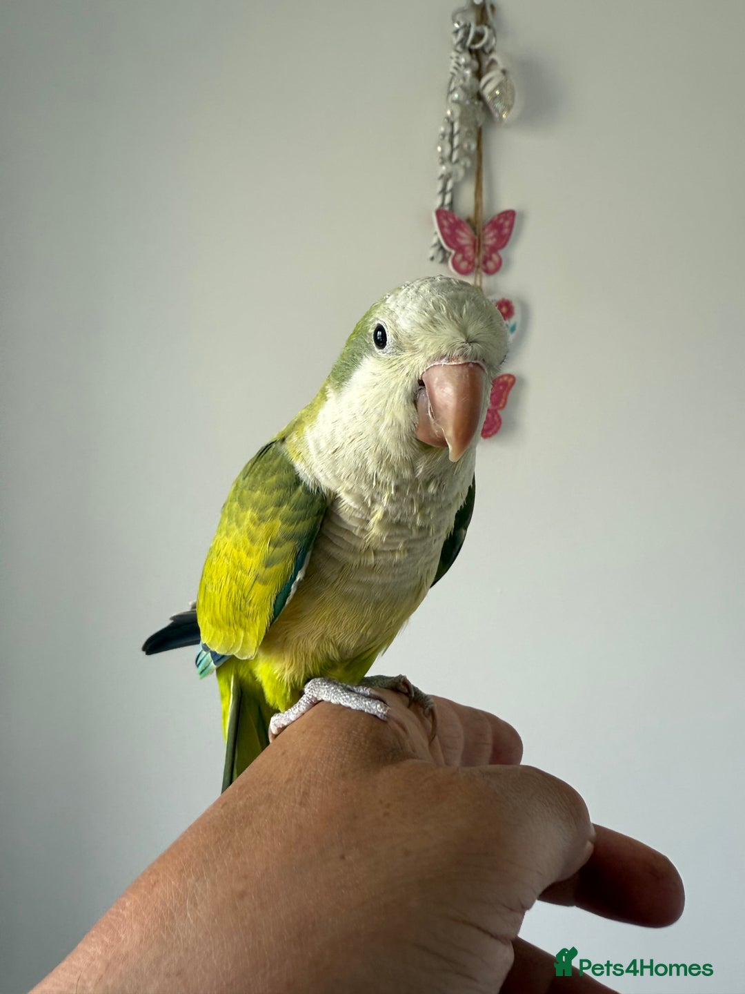 Cockatiels birds for sale: BEAUTIFUL BABY HAND REARED COCKATIEL / BIRDS  in Liverpool - Image 16