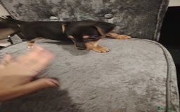 Jack Russell dogs for sale: Jack Russell pups  - Image 9