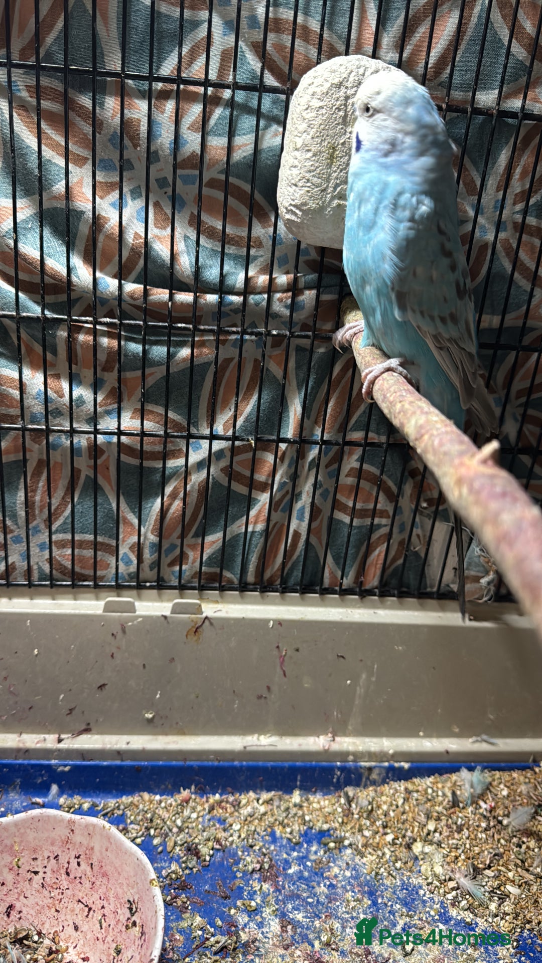 Finches birds for sale: Breeder budgies for sale  - Advert 6