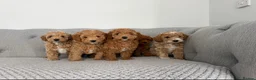 Labradoodle dogs for sale: Extensively DNA  ToY/mini labradoodle parents DNA  - Advert 6