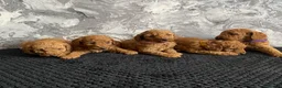 Miniature Poodle dogs for sale: Stunning Full Pedigree Red Minature Poodles  in Oldham - Advert 21
