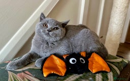 British Shorthair cats for sale: 2 Gorgeous British Shorthaired Kittens Available - Image 6