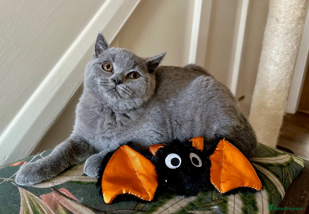 British Shorthair cats for sale: 2 Gorgeous British Shorthaired Kittens Available - Image 6