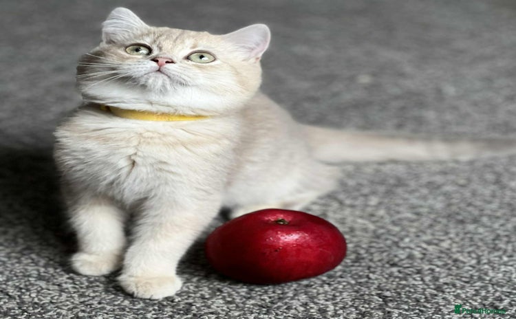 British Shorthair cats - Advert 16