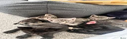 Bengal cats for sale: 🩶 Silver & Black Bengal x Bombay Kittens - Advert 7
