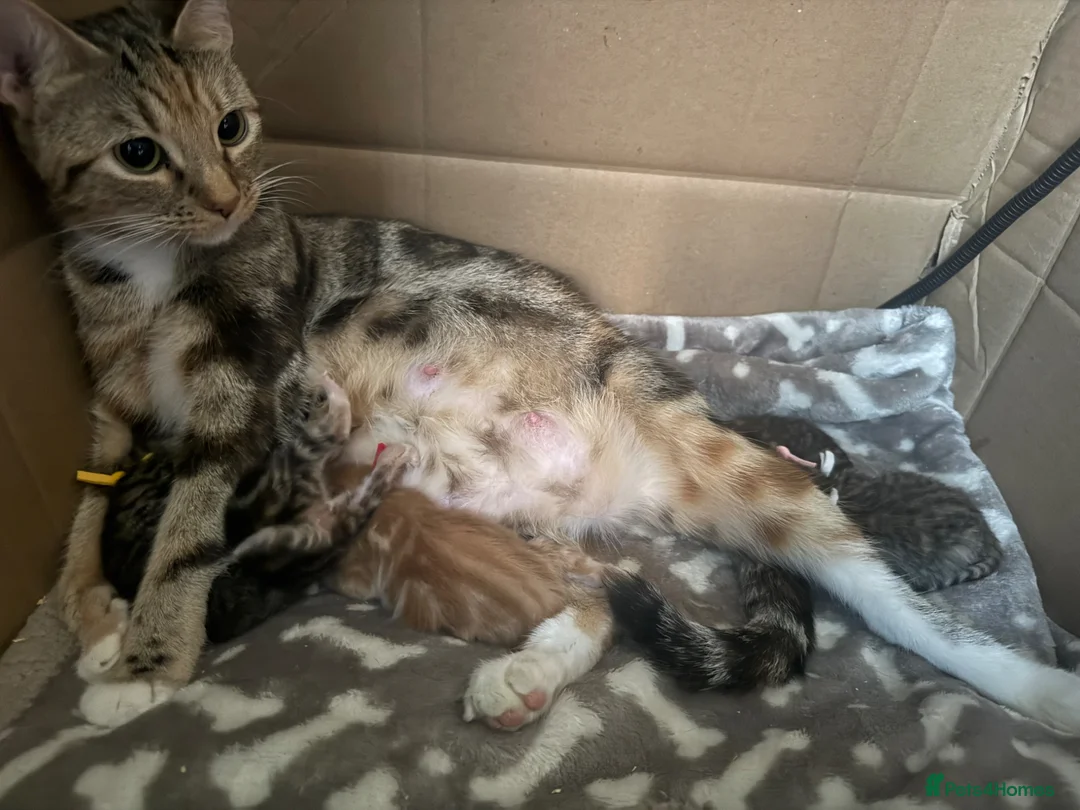 Norwegian Forest Cat cats for sale: Norwegian cross - Advert 2