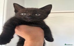 Bombay cats for sale: 1 Male 1 Female Bombay Mix kitten  - Image 3