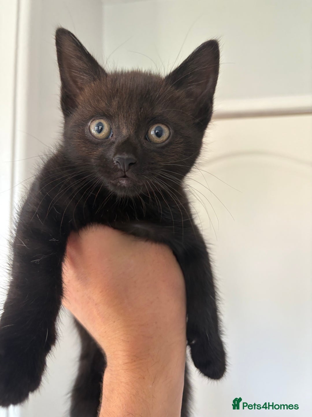 Bombay cats for sale: 1 Male 1 Female Bombay Mix kitten  - Image 3