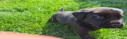 Labrador Retriever dogs for sale: Litter of 6 in Burton-on-Trent - Advert 14