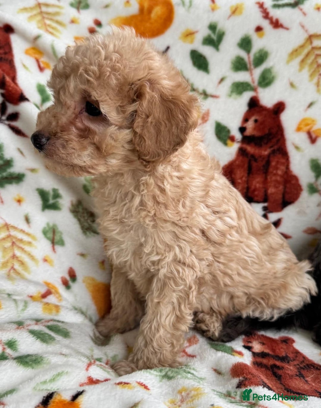 Cavapoo dogs for sale: F1b cavapoo babies - Advert 13