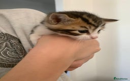 British Shorthair cats for sale: BSH Tortoise Shell  - Image 9