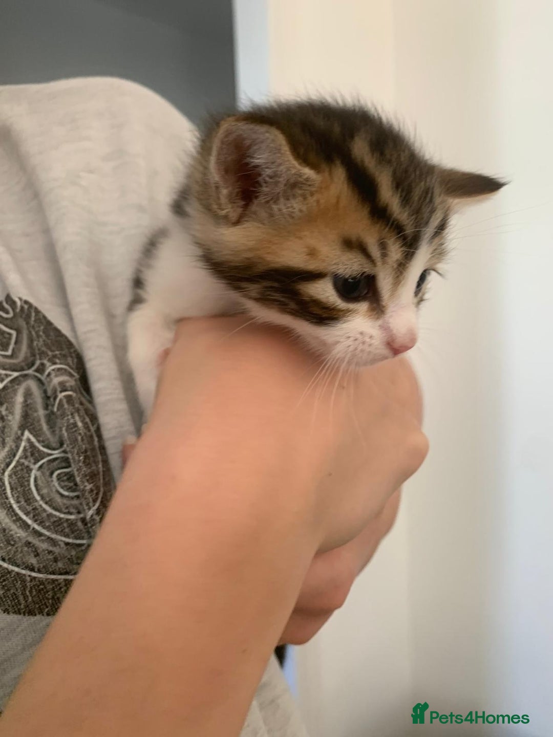 British Shorthair cats for sale: BSH Tortoise Shell  - Image 9