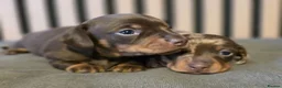 Miniature Dachshund dogs for sale: Pedigree miniature Dachshund baby girls - Advert 6