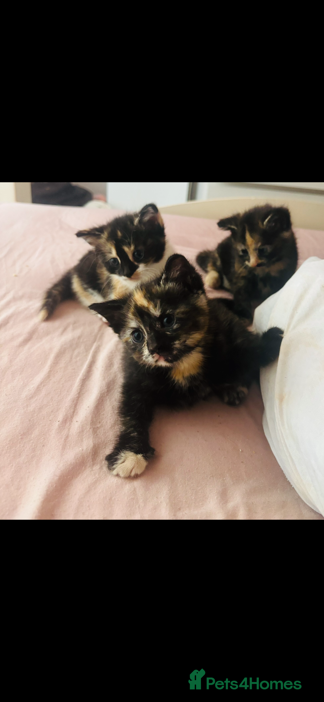 Mixed Breed cats for sale: Siamese x kittens  - Advert 2