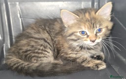 Domestic Shorthair cats for sale: Longhaired kitten for sale £20 - Image 2