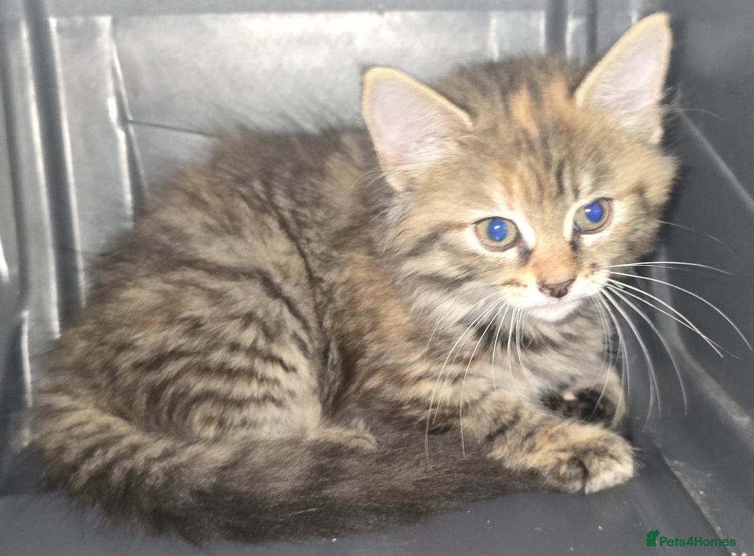 Domestic Shorthair cats for sale: Longhaired kitten for sale £20 - Image 2