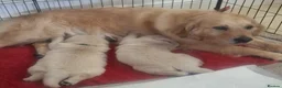 Golden Retriever dogs for sale: Gorgeous golden retriever puppies! - Advert 4