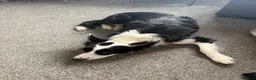 Border Collie dogs for adoption: Coco - 3 year old female  in Carlisle - Advert 3