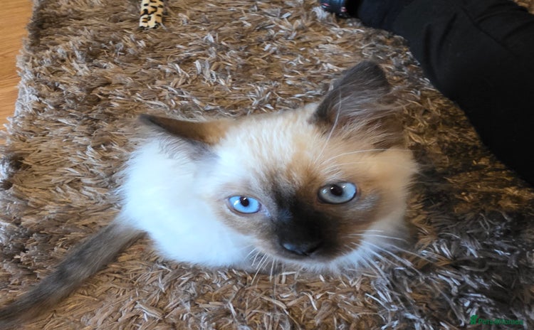 Ragdoll cats - Advert 1