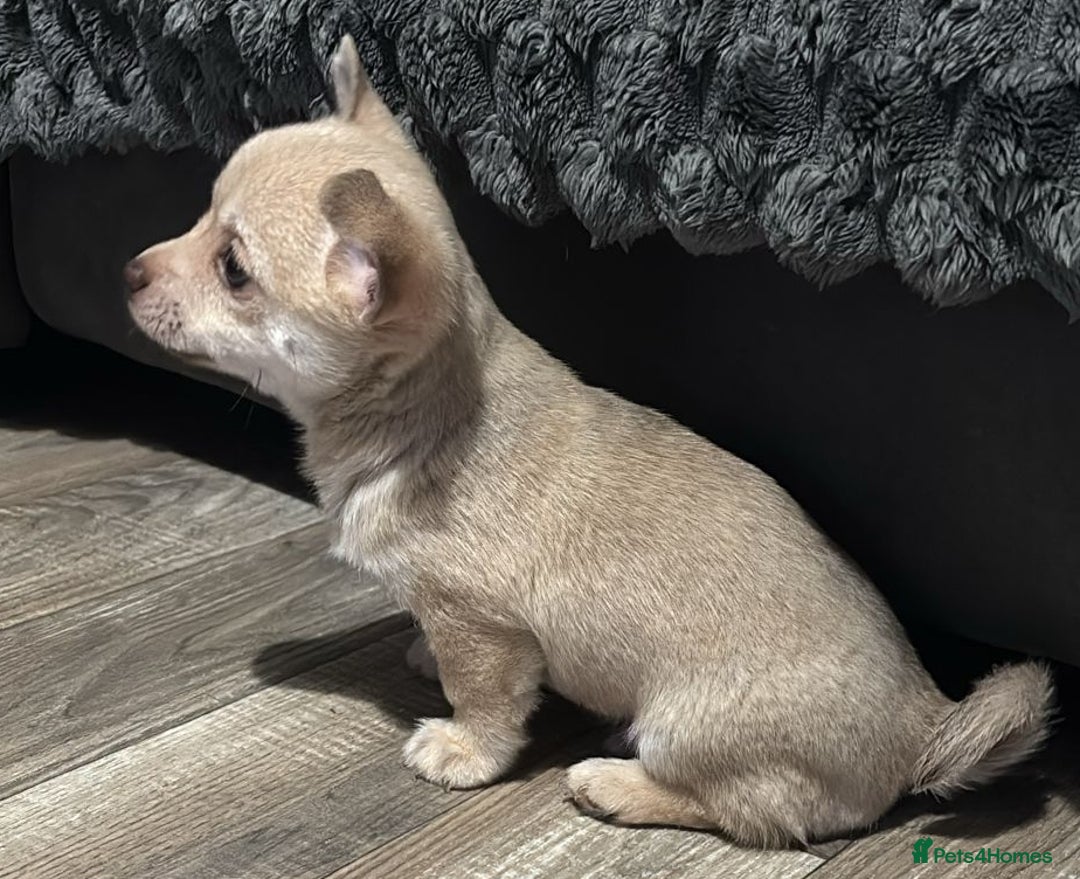Chihuahua dogs for sale: STUNNING SMOOTH COAT CHIHUAHUA PUPPIES  - Advert 3