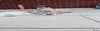 British Shorthair 3