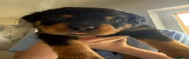 Rottweiler 1