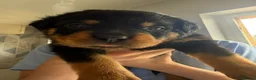 Rottweiler dogs for sale: Rottweiler Puppy for Sale - Advert 2