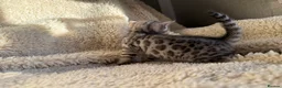 Bengal cats for sale:  STUNNING BENGAL KITTENS   - Advert 7
