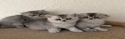 Scottish Fold cats for sale: Adorable Scottish Fold Kittens  - Advert 22