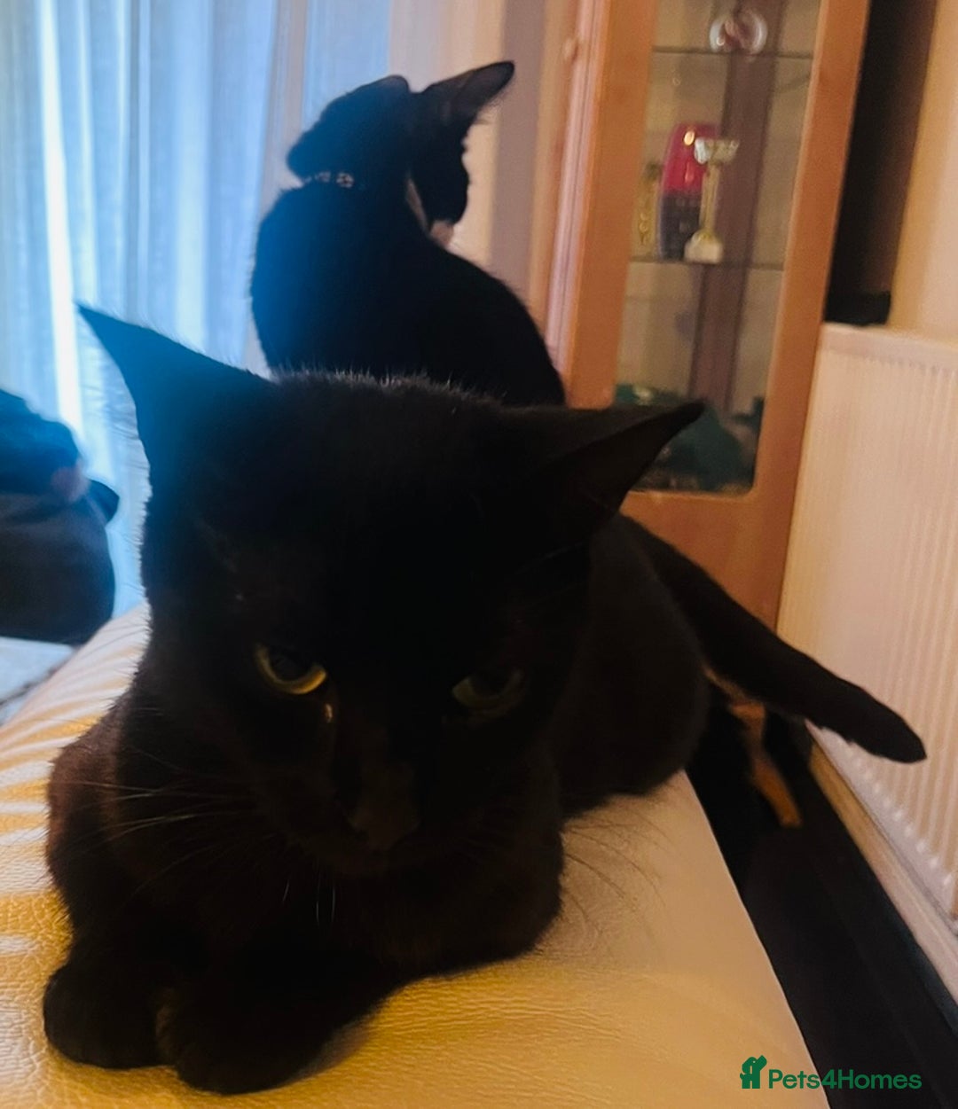 Domestic Shorthair cats for sale: Beautiful Black & White Kittens - Advert 6