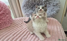 British Shorthair cats for sale: GCCF reg with champions in pedigree - Image 11