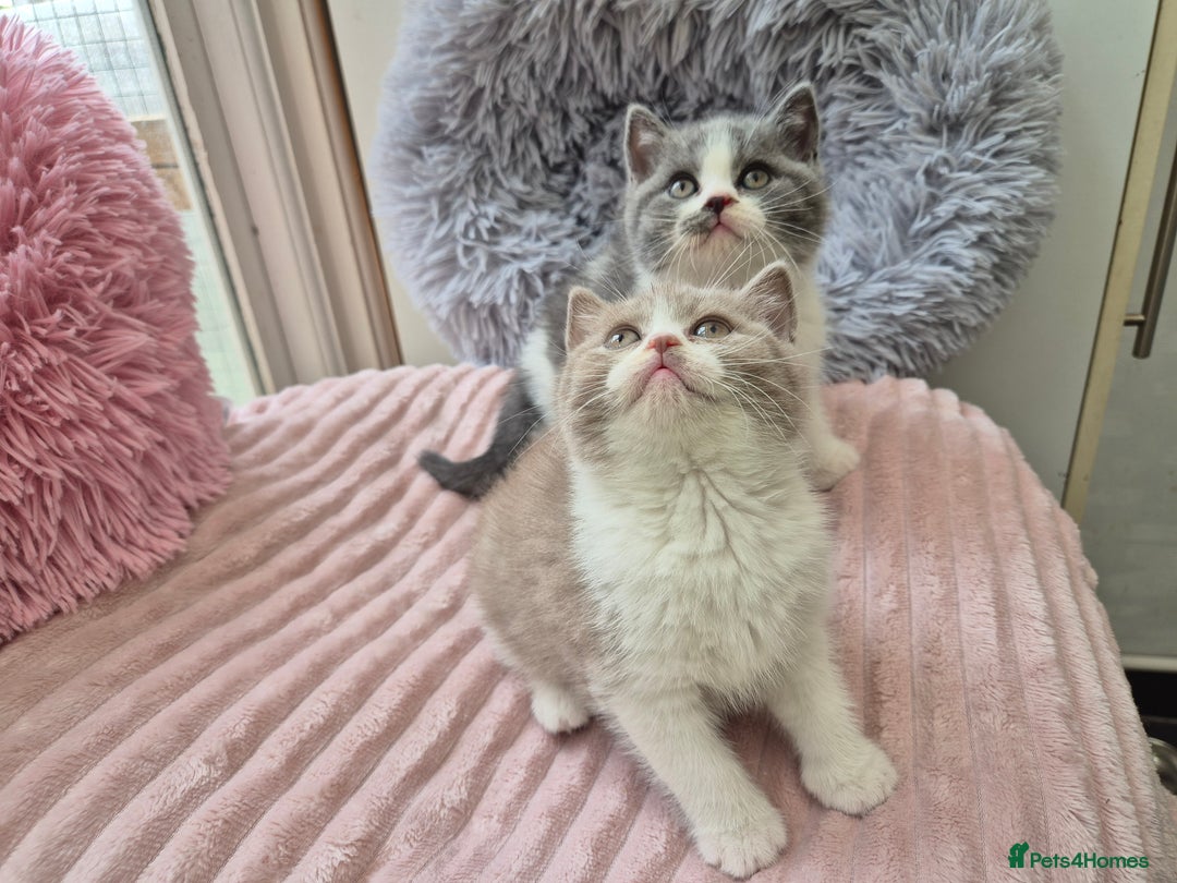 British Shorthair cats for sale: GCCF reg with champions in pedigree - Image 11