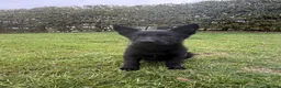 German Shepherd dogs for sale: STRONG ALERT PUPS - Advert 3