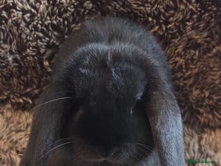 Mini Lop rabbits Last 2 SUPER FRIENDLY Mini Lop Boys - Advert 16