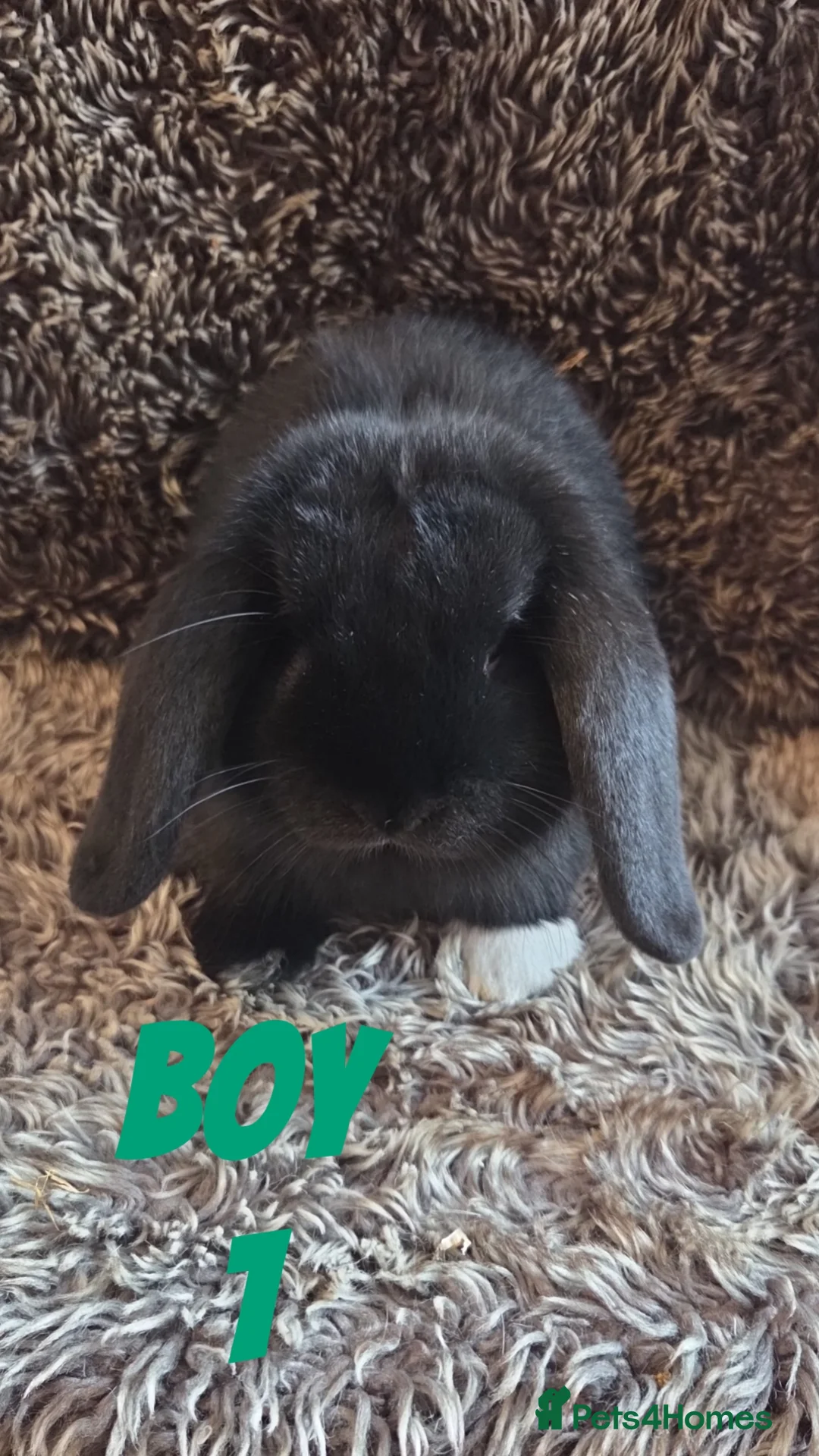 Mini Lop rabbits for sale: Last 2 SUPER FRIENDLY Mini Lop Boys - Advert 1