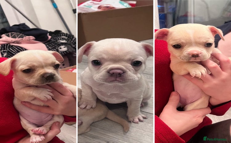 Mixed Breed dogs X3 Beautiful girl French bulldogs cross  - Advert 1