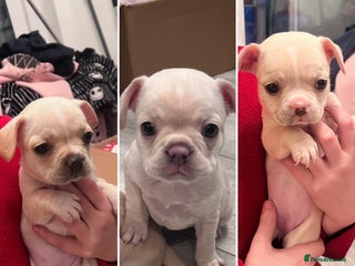 Mixed Breed dogs X3 Beautiful girl French bulldogs cross - Advert 3